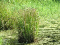 Carex acuta