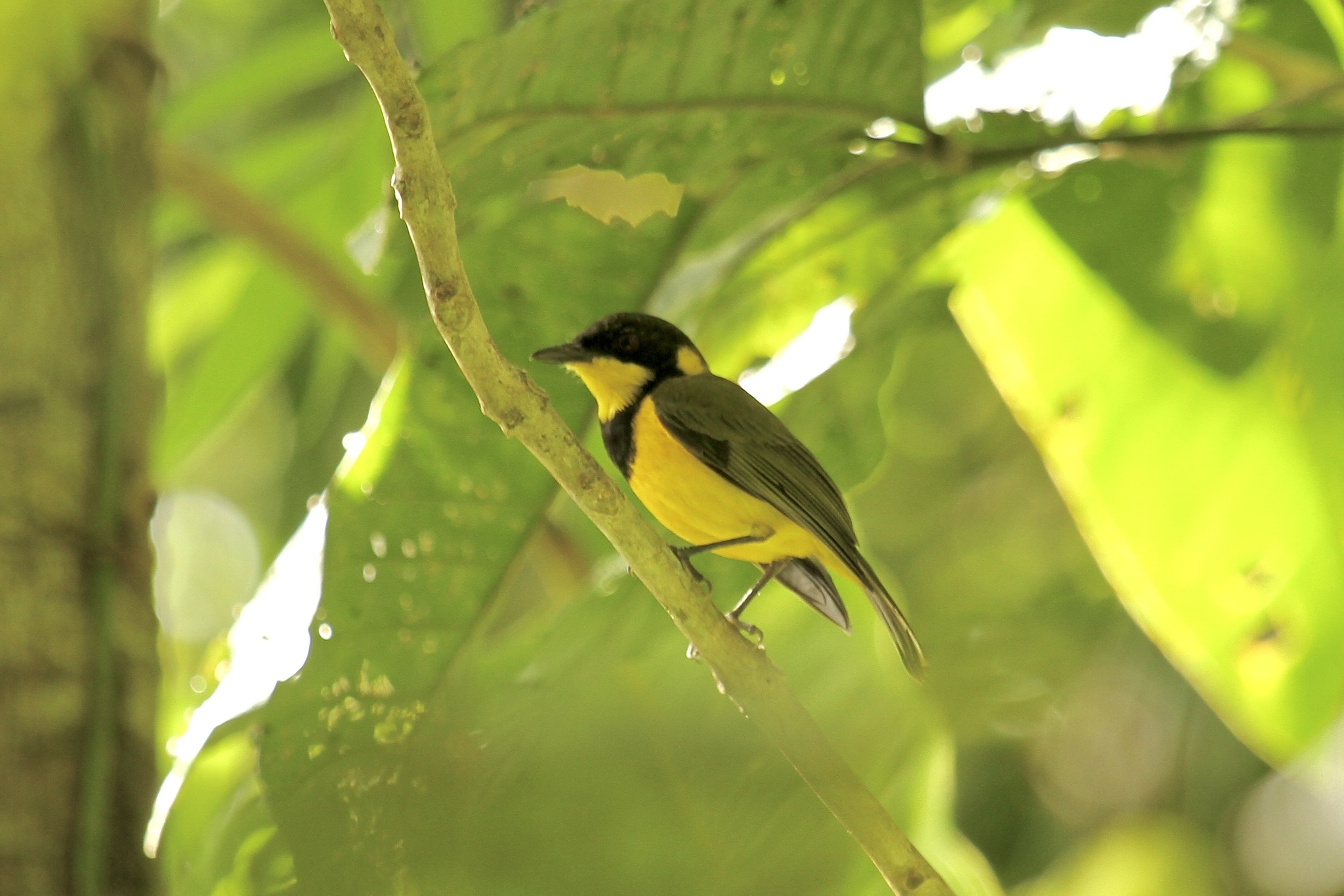 Oriole Whistler illustration