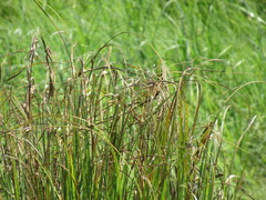 Carex acuta