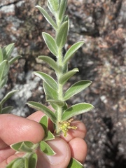 Pimelea chlorina