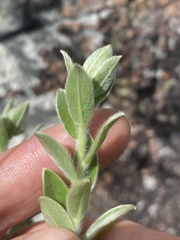 Pimelea chlorina