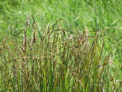 Carex acuta