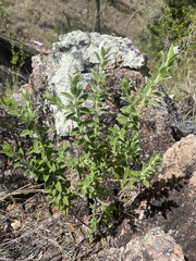 Pimelea chlorina