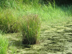 Carex acuta