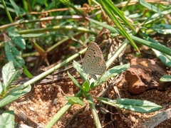 Zizeeria karsandra