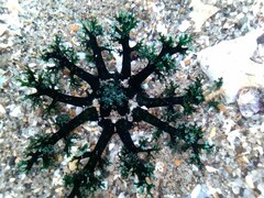 Athyonidium chilensis