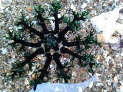 Athyonidium chilensis