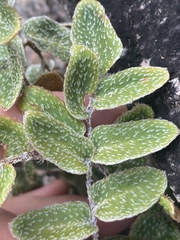 Paraceterach muelleri