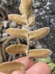 Paraceterach muelleri