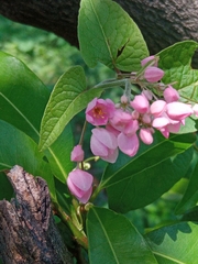 Antigonon leptopus