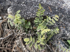 Paraceterach muelleri