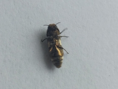 Coraebini