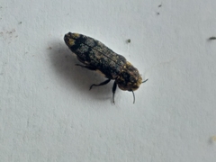 Coraebini