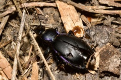 Carabus violaceus