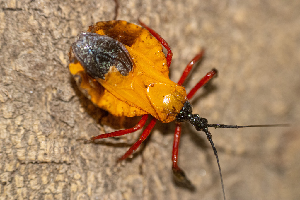 Harpactorinae