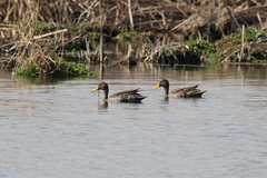 Anas undulata undulata