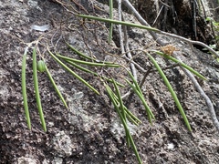 Dendrobium teretifolium