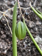 Dendrobium teretifolium