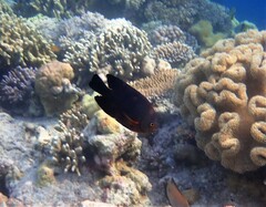 Neoglyphidodon crossi