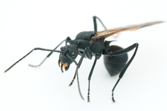 Polyrhachis armata