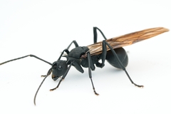 Polyrhachis armata