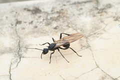Polyrhachis armata