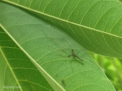 Tetragnatha hasselti