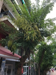 Styphnolobium japonicum