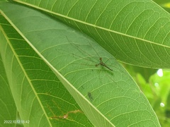 Tetragnatha hasselti
