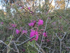 Melaleuca wilsonii