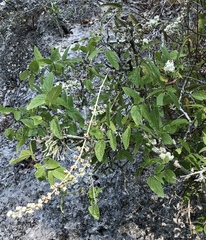 Buddleja racemosa