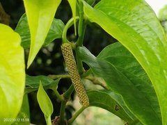 Piper crocatum
