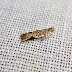 Tortricoidea