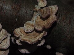 Trichaptum biforme