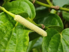 Piper crocatum