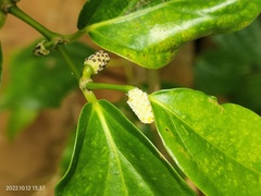 Piper crocatum