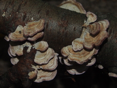 Trichaptum biforme