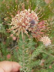 Leucospermum calligerum