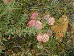 Leucospermum calligerum