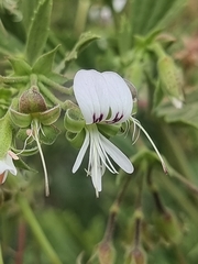 Pelargonium scabrum