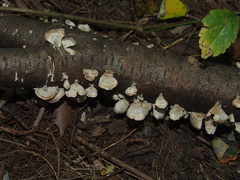Trichaptum biforme