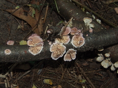 Trichaptum biforme