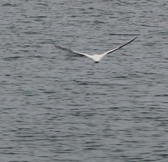 Morus serrator