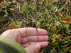 Carex bigelowii arctisibirica