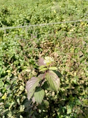 Cornus sanguinea