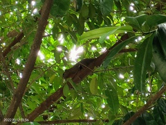 Callosciurus notatus