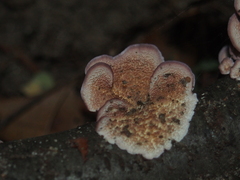 Trichaptum biforme