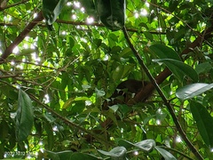 Callosciurus notatus