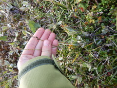 Carex bigelowii arctisibirica