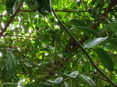 Callosciurus notatus